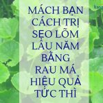 Mách bạn cách trị sẹo lõm lâu năm bằng rau má hiệu quả tức thì