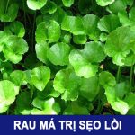 Rau má trị sẹo lồi: Bài thuốc dân gian hữu hiệu bạn không nên bỏ qua